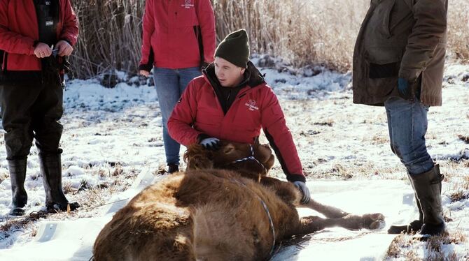 Flüchtige Kuh Arielle eingefangen Flüchtige Kuh Arielle eingefangen