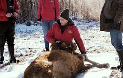 Flüchtige Kuh Arielle eingefangen