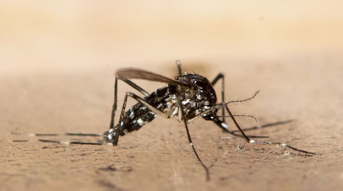 Asiatische Tigermücke Asiatische Tigermücke