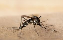 Asiatische Tigermücke