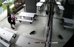 Robbenbaby in einer Bar in Neuseeland