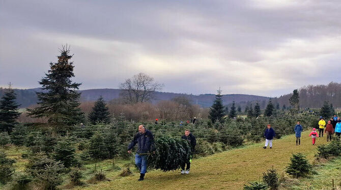 Christbaumkultur Goller Familie Goller hat seit Jahrzehnten eine Christbaumkultur in St. Johann. Dort kann man auch Bäume selber schlagen.