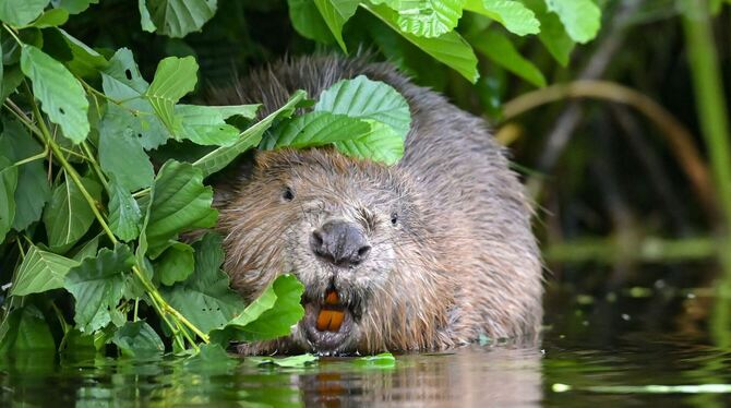 Säuger-Vergleich: Der Mensch ist eine monogame Art Säuger-Vergleich: Der Mensch ist eine monogame Art