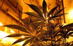 In die Debatte um die Legalisierung von Cannabis ist Bewegung gekommen.