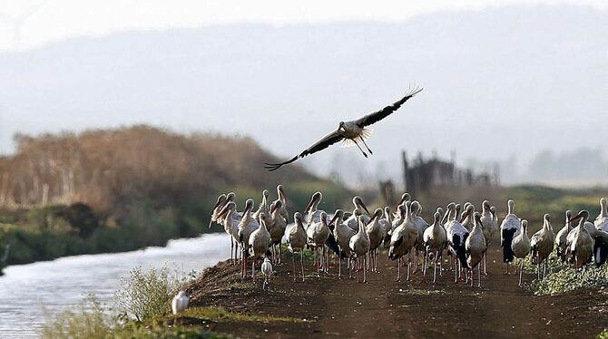 Störche in spanischem Naturpark