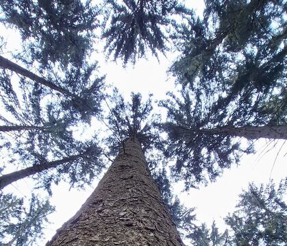 Der Sonnenbühler Forst wirft Ertrag ab.