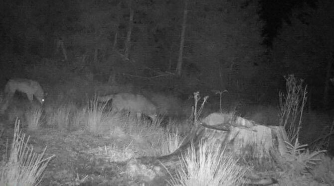 Zwei Wölfe gemeinsam auf einem Foto einer Wildkamera