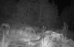 Zwei Wölfe gemeinsam auf einem Foto einer Wildkamera