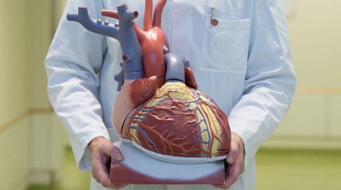 Herz-Kreislauf-Erkrankungen Herz-Kreislauf-Erkrankungen