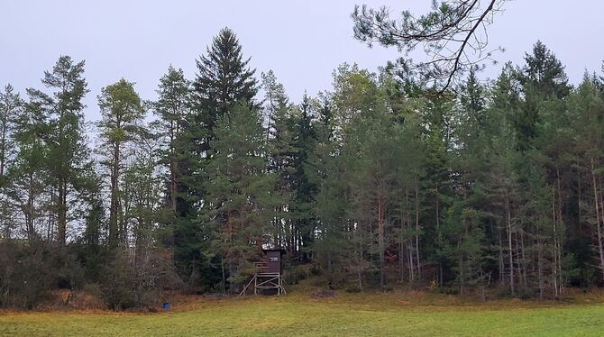 Gemeinderat Münsingen Der Münsinger Wald hat viele Funktionen.