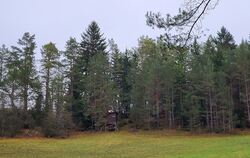 Der Münsinger Wald hat viele Funktionen.