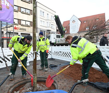 Mit vereinten Kräften setzen Fachleute von Lutz und Riepert einen Ahornbaum in sein Quartier auf dem Marktplatz.