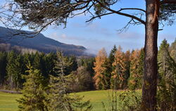 Der Waldhang zwischen Albtrauf und Farrenberg.