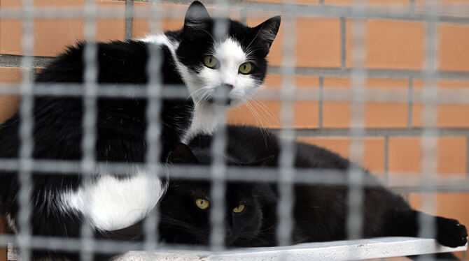 Streunende Katzen sorgen für überlastete Tierheime - auch in Reutlingen.