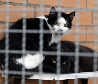 Streunende Katzen sorgen für überlastete Tierheime - auch in Reutlingen.