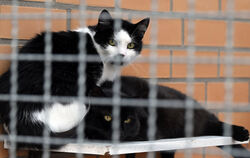 Streunende Katzen sorgen für überlastete Tierheime - auch in Reutlingen.