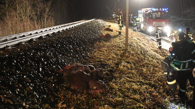 Wildschweine Zugunfall Die Kollision mit einem Zug haben sieben Wildschweine zwischen Bodelshausen und Belsen nicht überlebt