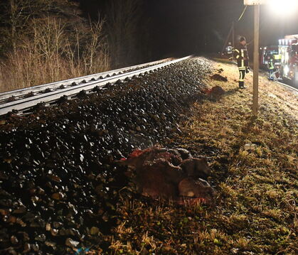 Die Kollision mit einem Zug haben sieben Wildschweine zwischen Bodelshausen und Belsen nicht überlebt