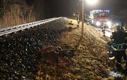 Die Kollision mit einem Zug haben sieben Wildschweine zwischen Bodelshausen und Belsen nicht überlebt