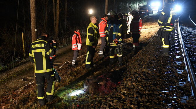 Der Zug erfasst in einem Waldgebiet bei Belsen sieben zweijährige Wildschweine, die auf den Gleisen liefen