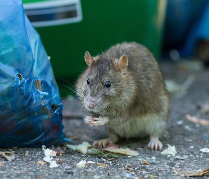 Vor allem Müll, der lang herumliegt, und Essen, das in der Kanalisation landet, locken Ratten an.