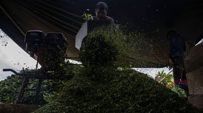 Koka: Anbau und Verarbeitung Koka: Anbau und Verarbeitung