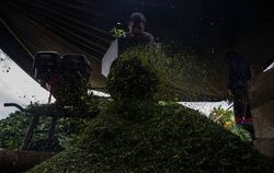 Koka: Anbau und Verarbeitung