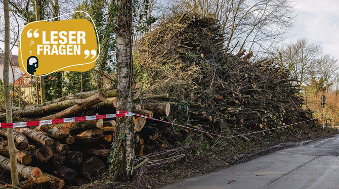 Ab Oktober werden viele Bäume gefällt. Wie sehr darf das Igel stören?