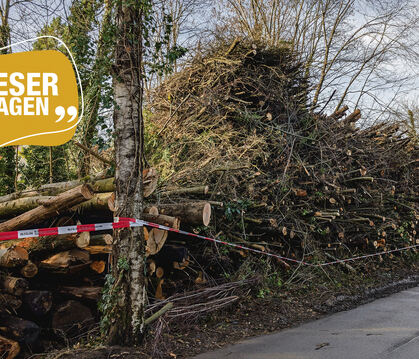 Ab Oktober werden viele Bäume gefällt. Wie sehr darf das Igel stören?