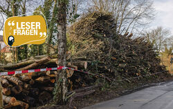 Ab Oktober werden viele Bäume gefällt. Wie sehr darf das Igel stören?