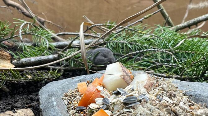 Bayerische Kurzohrmaus Bayerische Kurzohrmaus