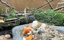 Bayerische Kurzohrmaus