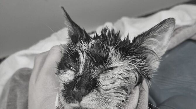 Diese Aufnahme zeigt Fritte kurz vor ihrem Tod in der Tierklinik.