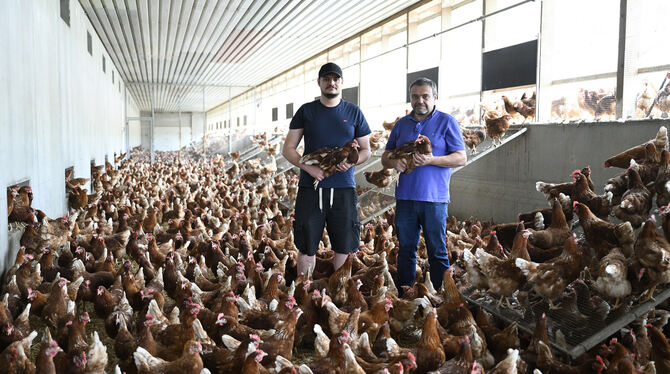 Frank Zeeb (rechts) und sein Sohn Daniel in einem Kalt-Scharraum, umgeben von braunen Hühnern.