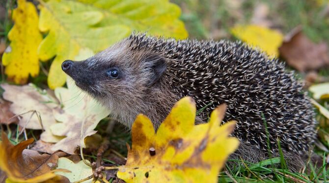 Erst sehr warm, nun eisig: Was bedeutet das für Winterschläfer? Erst sehr warm, nun eisig: Was bedeutet das für Winterschläfer?