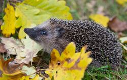 Erst sehr warm, nun eisig: Was bedeutet das für Winterschläfer?