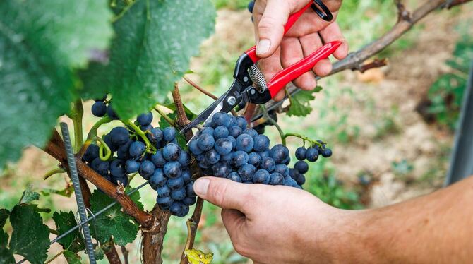 Verband: Deutscher Weinanbau steckt »in historischer Krise«