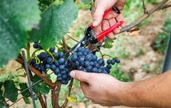 Verband: Deutscher Weinanbau steckt »in historischer Krise«