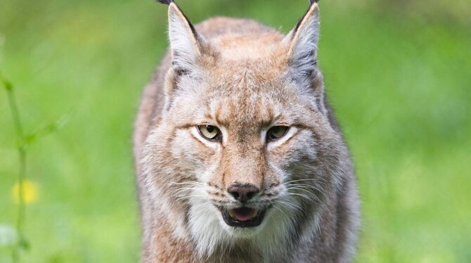 Luchs Luchs