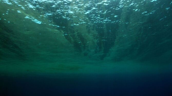 Phytoplankton Phytoplankton