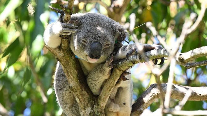 Koala Koala