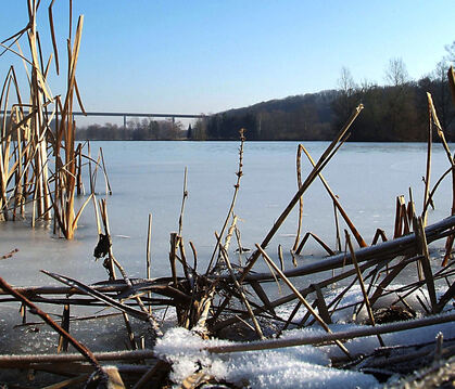 Der Kirchentellinsfurter Baggersee. Dort wurde jüngst ein toter Höckerschwan entdeckt, der mit dem Vogelgrippevirus infiziert wa