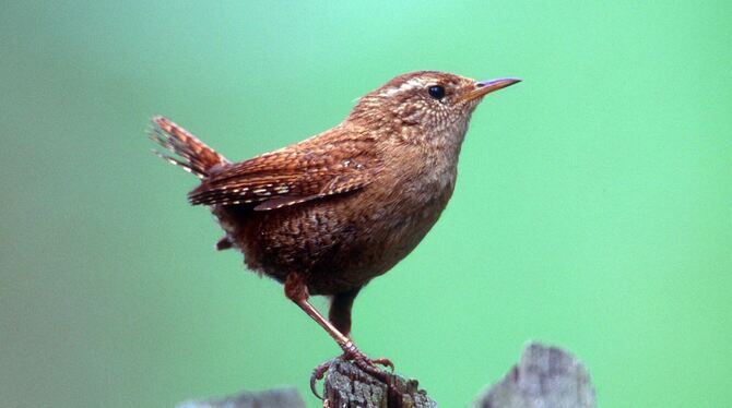 Silvester-Böllerei lässt Tiere leiden Silvester-Böllerei lässt Tiere leiden