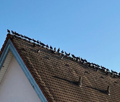In Reih und Glied auf dem Giebel: Die Tauben sind in Metzingen für viele zur Plage geworden.