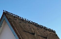 In Reih und Glied auf dem Giebel: Die Tauben sind in Metzingen für viele zur Plage geworden.