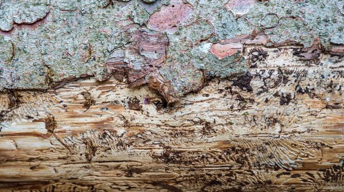 Holz mit Borkenkäferspuren