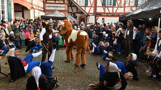 Käsperle Breiabender Origineller Fasnetsauftakt in Gomaringen: Der Breiabender verschafft sich mit seiner Kuh Respekte bei den Käsperle im Schlosshof