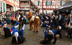 Origineller Fasnetsauftakt in Gomaringen: Der Breiabender verschafft sich mit seiner Kuh Respekte bei den Käsperle im Schlosshof