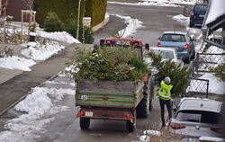 In vielen Gemeinden finden Sammelaktionen für Weihnachtsbäume statt, hier sind Helfende des CVJM in Belsen aktiv. FOTO: MEYER