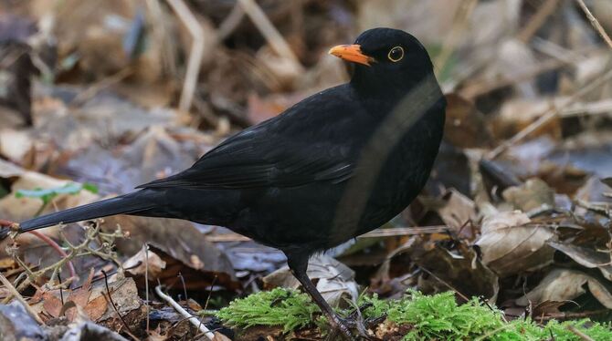 Amsel